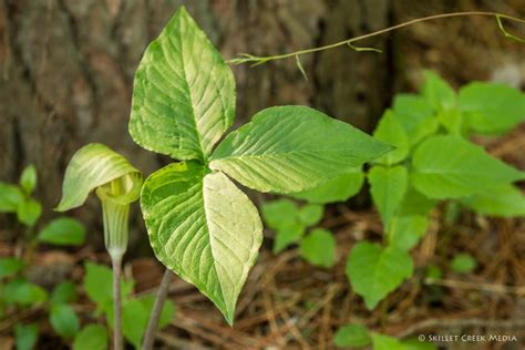 Is This Poison Ivy Devils Lake State Park Area Visitors Guide