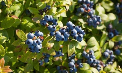 35 The Best Varieties Of Blueberry For Your Garden