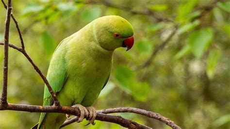 Green Parakeet Parrot Is Sitting On Tree Branch In Blur Green