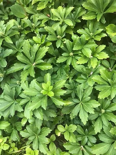 Want A Plant That Is Stunning Year Round Grow Pachysandra Ground