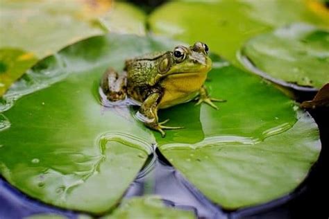 How To Attract Frogs To Your Pond Water Garden Advice