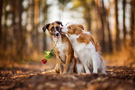 Photos Dogs Two Love Roses Animals