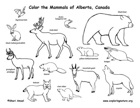 The new role added in the update revolves around observing or hunting various animals, and also brings new. Canadian Province - Alberta