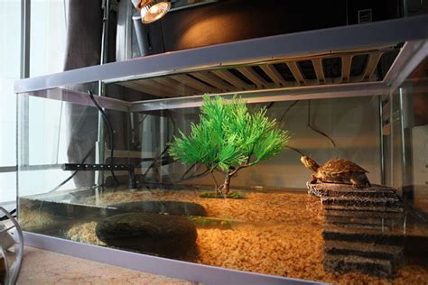 Small Turtle Aquarium Designs