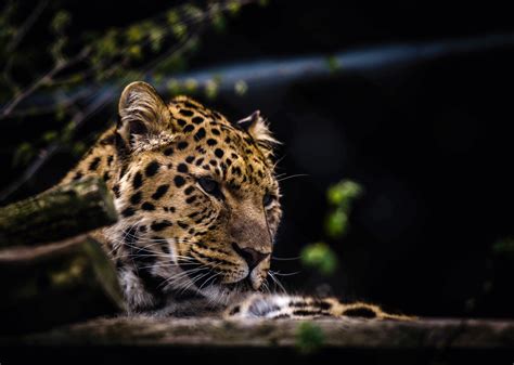 Wallpaper Wildlife Big Cats Whiskers Leopard Ocelot Jaguar