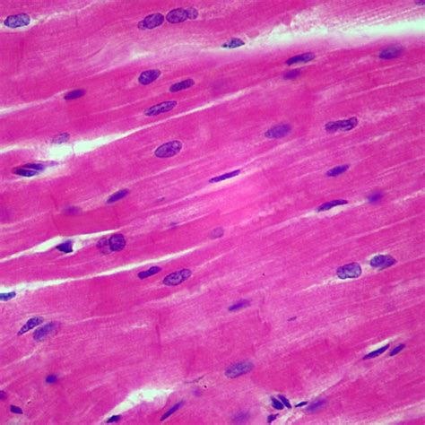 Cardiac Muscle Tissue Under Microscope Labeled Micropedia