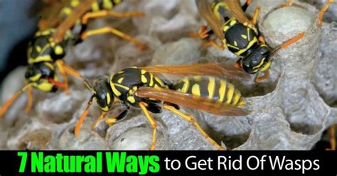 How To Get Rid Of Wasps Naturally 10 Ways For Control Details Get