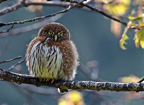 Pygmy Owl County Line Wild