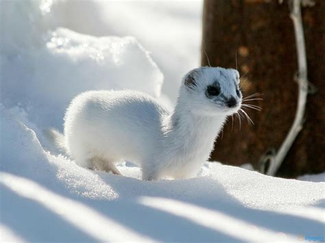 Free Best Pictures Winter Ferret Ermine Wallpapers 1600x1200 Normal 43