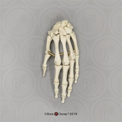 Human Male European Hand Articulated Premium Flexible Bone Clones