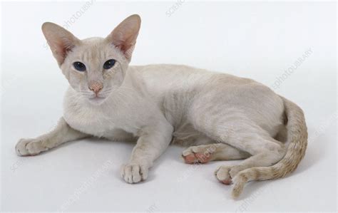 Cream Point Siamese Cat Lying Down Stock Image C0540650 Science