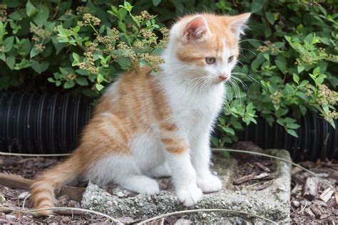 Kitties Wsilver Flickr
