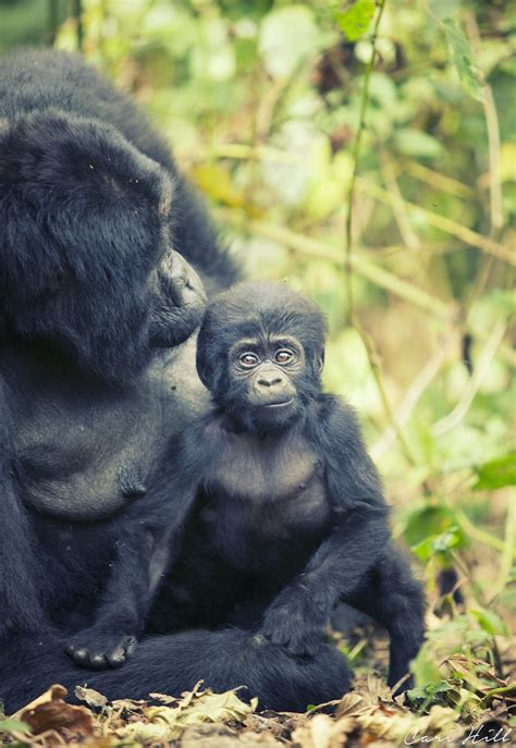 Baby Mountain Gorilla Uganda Cari Hill Photography