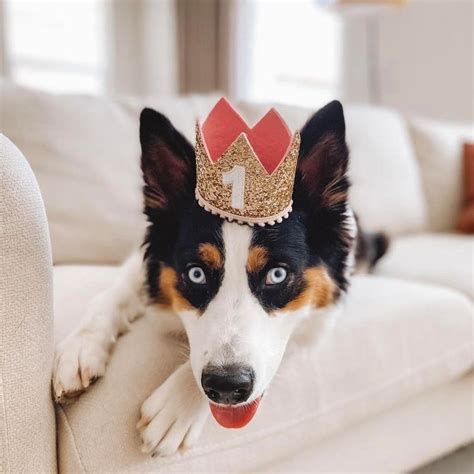 Dog Birthday Crown Pet Birthday Crown Dog Crown Pet Etsy