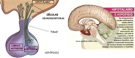 Dibujo Hipotalamo Hipofisis Oxitocina Encefalo