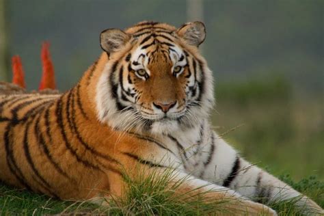 siberean tiger are huge cat sanctuary tiger species wildlife sanctuary