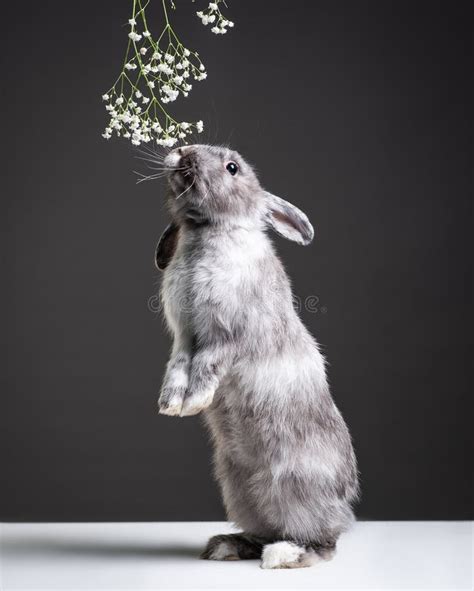 Gray Rabbit Stands On Its Hind Legs And Sniffs A Gypsophila A Fluffy