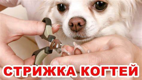 Как похудеть быстро и опасно Как правильно стричь когти собаке. Быстро и легко. - YouTube Как правильно стричь когти собаке. Быстро и легко. - YouTube Как похудеть быстро и опасно