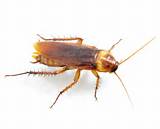 A Picture Of A Cockroach Photos