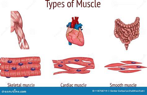 Vector Illustration Of A Types Of Muscle Stock Vector Illustration Of