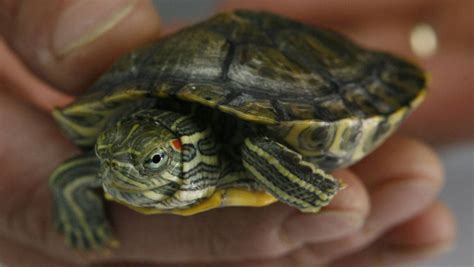 christchurch woman smuggles tiny turtle into nz because son upset nz