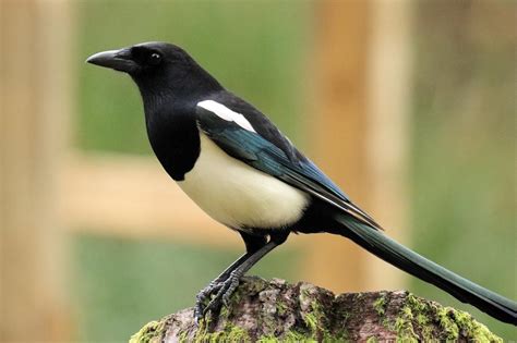 The Thieving Magpie Stereotype Isnt Quite True A Moment Of Science