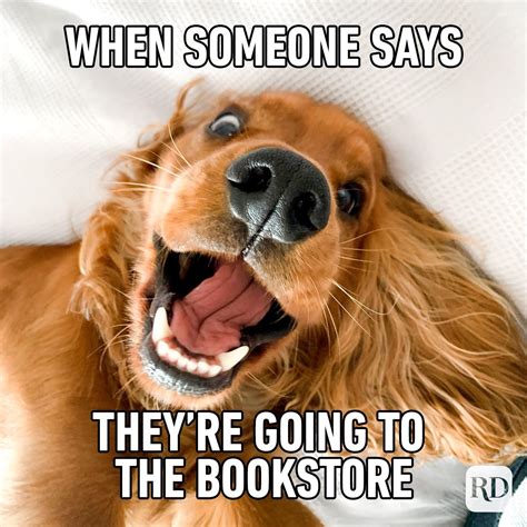 25 Funniest Book Memes That Book Lovers Will Understand All Too Well