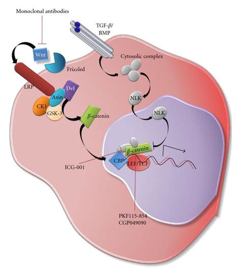 Schematic Diagram Of The Canonical Wnt Catenin Signaling