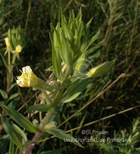 Plantfiles Pictures Oenothera Species Common Evening Primrose Hoary