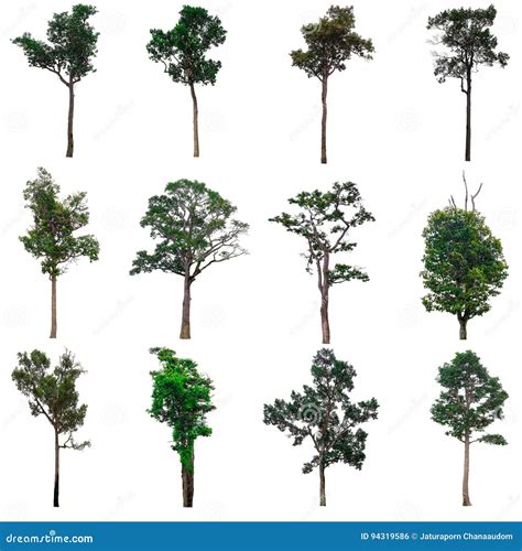 Isolated Collection Of Trees Stock Photo Image Of Summer Botany