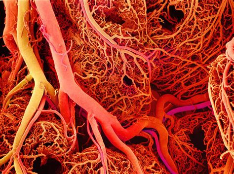 Where is your heart and what does it look two major coronary arteries branch off from the aorta near the point where the aorta and the left ventricle meet: Blood vessels
