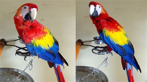 Scarlet Macaw Parrot Price In India