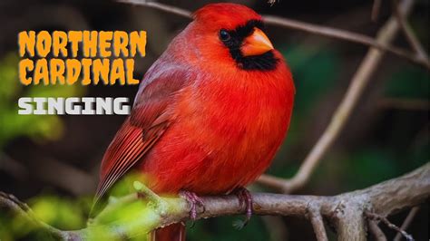 Cardinal Singing And Call Sounds For A Relaxing Night Soothing Nature