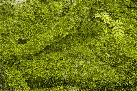 Free Photo Green Grunge Moss Lines Organic Nicolasraymond Free