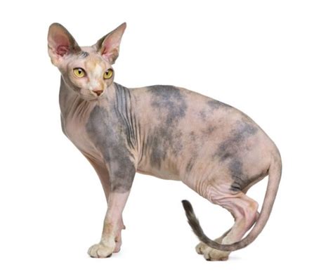 Sphynx Cat 1 Year Old Sitting In Front Of White Background Wit Stock
