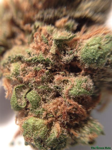 The strain concludes on a high note with a climactic season that will remind viewers of the series' initial bite. Black Diamond Strain | Marijuana Strain Reviews | AllBud