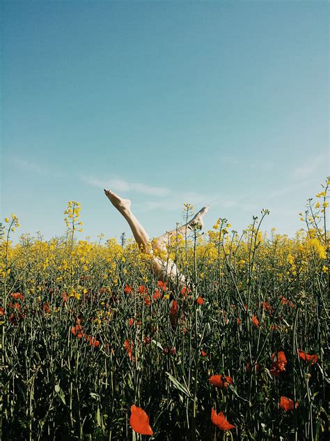 Free Images Nature Sky Sunset Field Meadow Prairie Morning