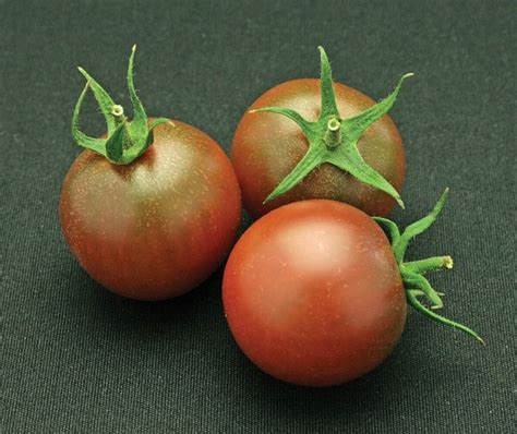 Sunchocola Hybrid Tomato Seeds Tomato Seeds Seeds Tomato