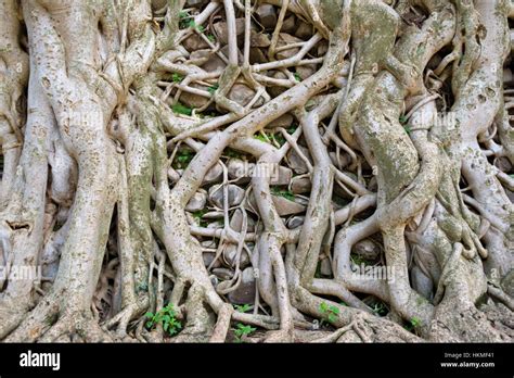 Africa Tree Root Hi Res Stock Photography And Images Alamy
