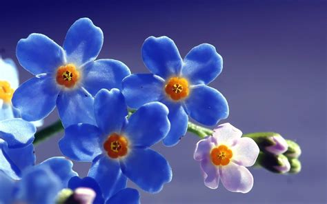 Purple Blue Flower Wallpapers Wallpaper Cave