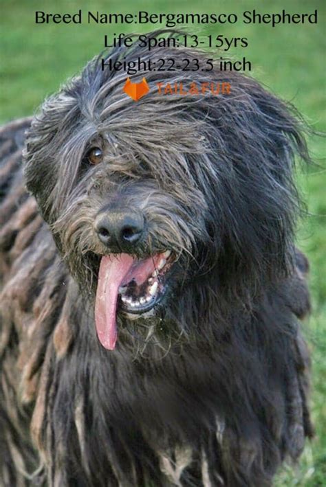 13 Famous Long Haired Dog Breeds Around The World