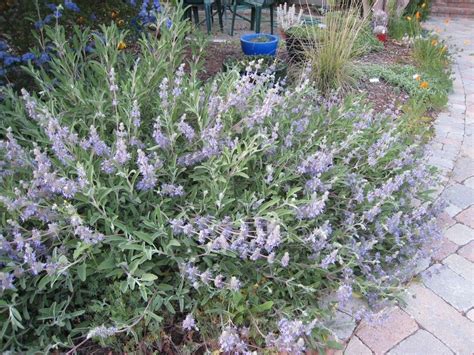Leaves are pale green with a wrinkled surface and strongly pungent when crushed. Mill Rise Residence | Drought tolerant garden, California ...