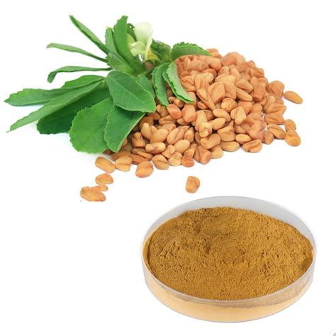 Fenugreek Seed Extract 101 Tlc Hongda Online More Than 20 Years