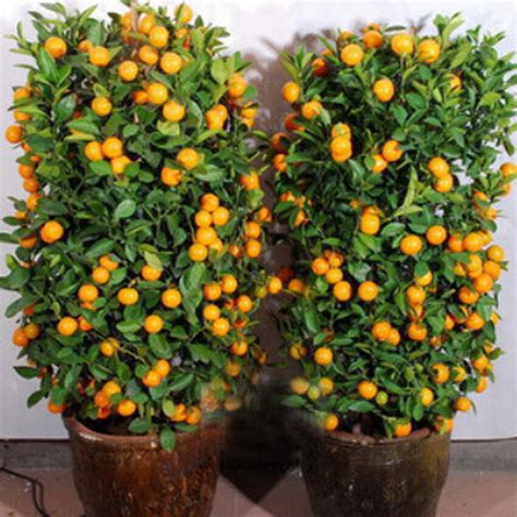 20pcs Mandarin Orange Dwarf Citrus Tree Seeds Indoors Outdoors Fruit