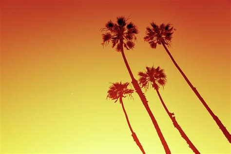 California Palm Trees In Orange By Evgeniya Lystsova California Palm