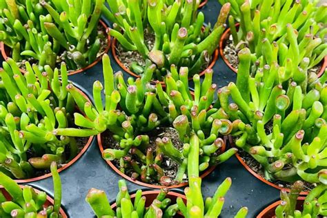 Crassula Ovata Et S Fingers Jade Plant Grow And Care For It Smart