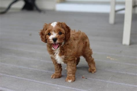 Answers to most all questions can be found there. Cavapoo Puppies For Sale | Plain City, OH #301865