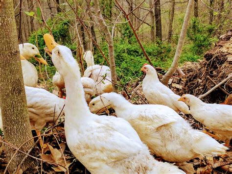 raising ducks vs chickens which ones are right for you new life on a homestead