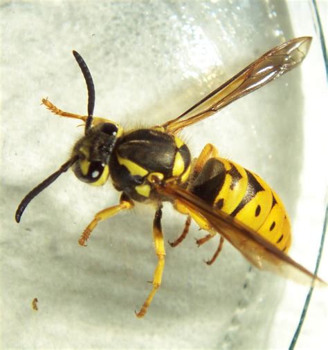 We provide education and promote professionalism within the structural pest. YELLOW JACKET | NW Pest Control