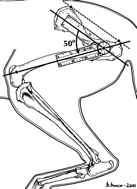 Hip Joint Flexion Download Scientific Diagram